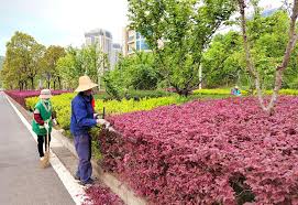 茶楼天台园林景观设计案例